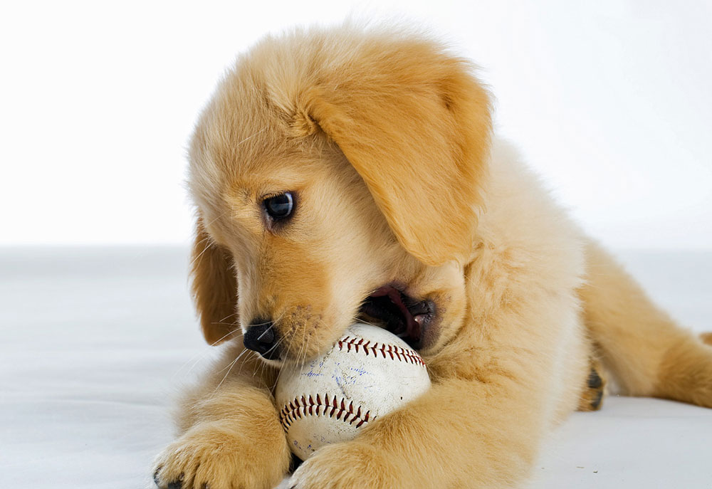 Picture of Golden Retriever Puppy Biting a Baseball | Dog Photography