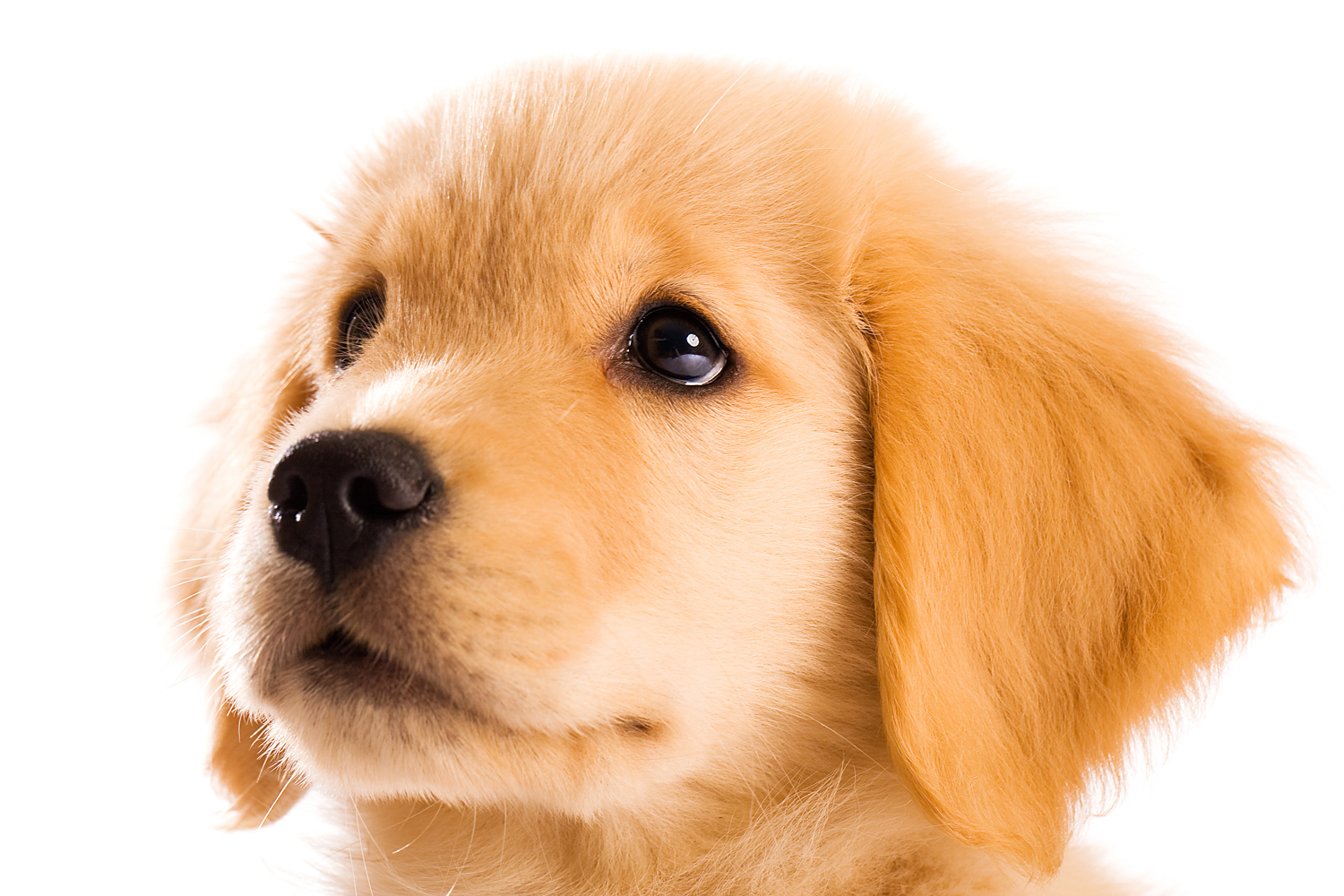 Picture of Golden Retriever Puppy | Dog Pictures Photography