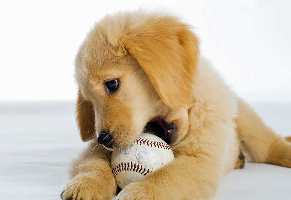 Golden Retriever Puppy With Baseball | Dog Pictures Photography