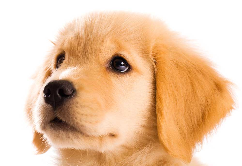 Close Up Golden Retriever Puppy Face | Dog Pictures Photography