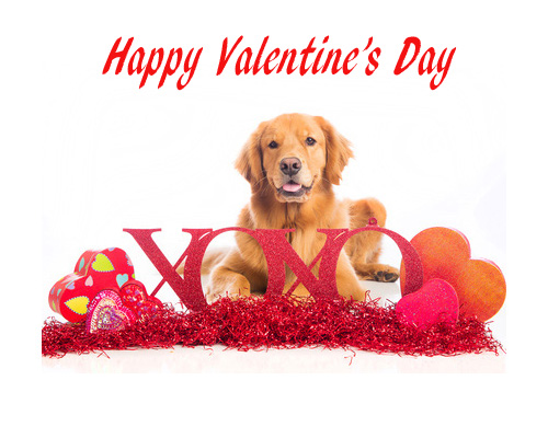 Image result for happy valentines day dog
