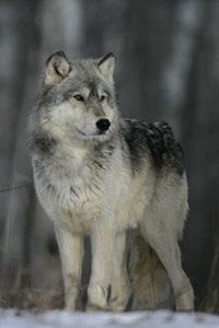 Photography of Grey Wolf in Woods