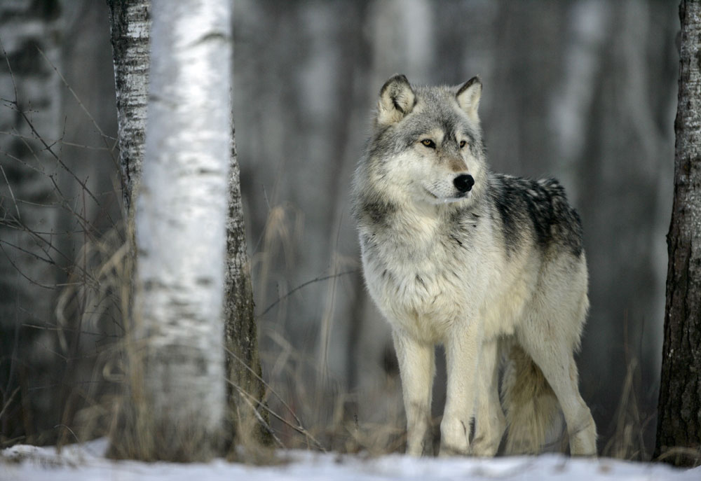 Wild Grey Wolf in the Snowy Woods