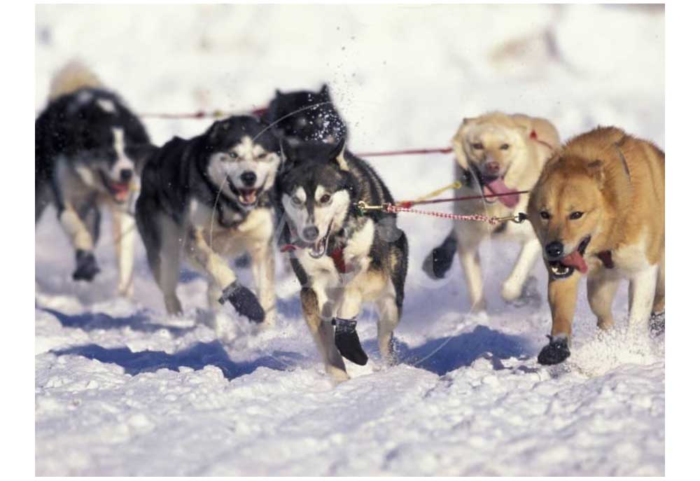 Iditarod Dog Sled Racing Poster | Dog Posters Art Prints