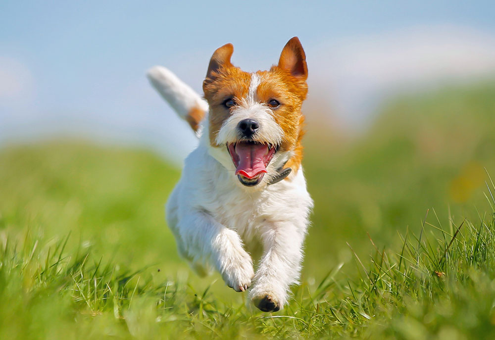 Jack Russell Terrier Running Through Grass | Dog Pictures Images