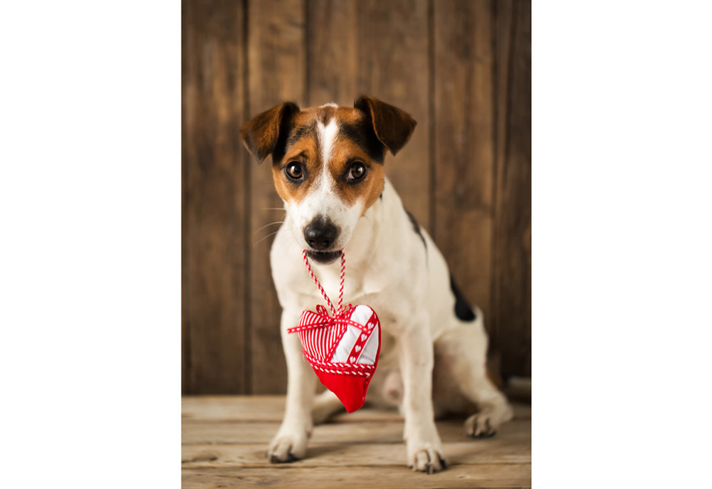 Picture of Jack Russell Terrier with Heart | Dog Pictures Photography