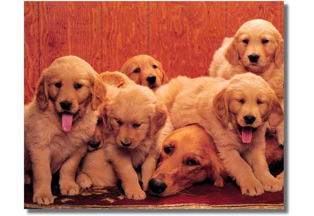 Mother Dog and Puppies Poster | Dog Posters Art Prints