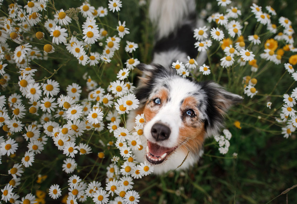 Picture of Australian Shepherd Dog in Field of Flowers | Stock Pictures Images