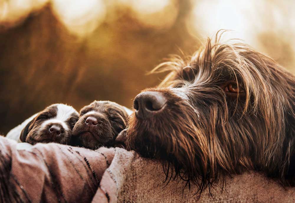Picture of Korthals Griffon Dog Mother and Pups | Dog Pictures Photography