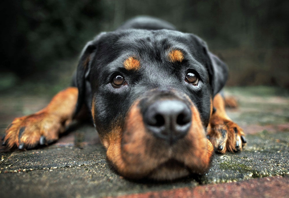 Picture of Rottweiler Dog Close Up | Pictures of Dogs