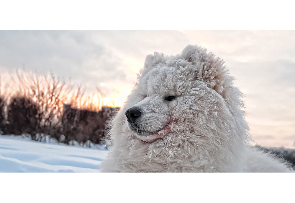Portrait of Samoyed Dog in the Winter Snow | Dog Photography