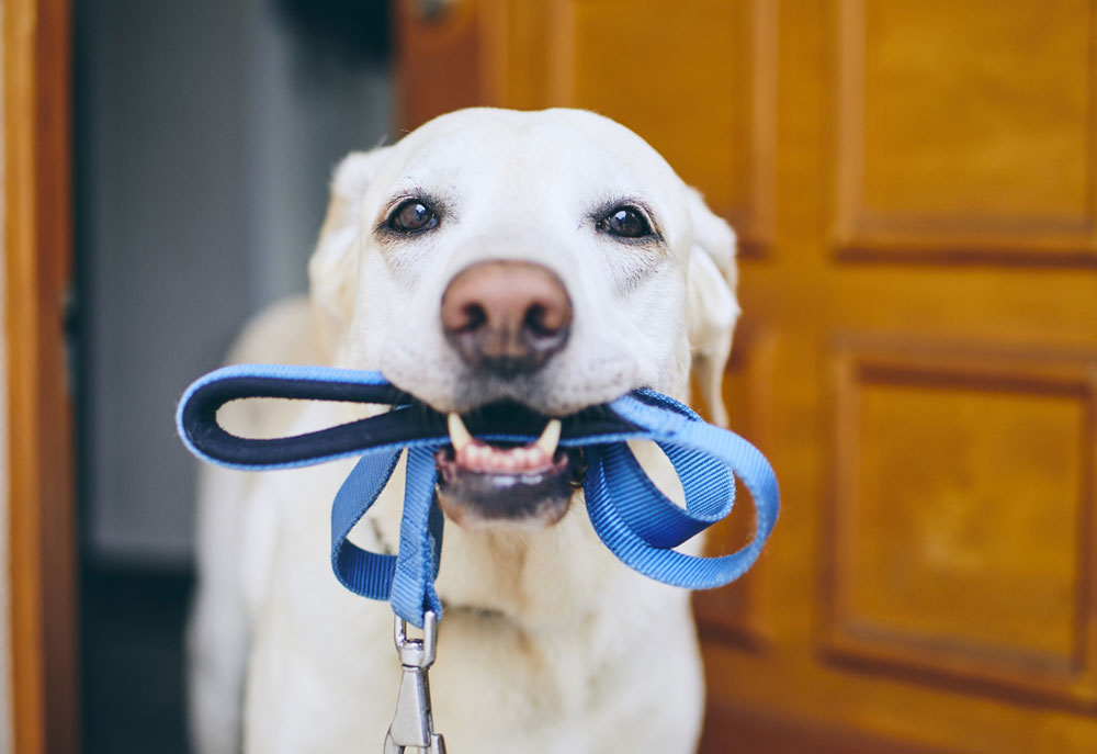 Picture of Yellow Lab Holding Leash | Dog Pictures Photography