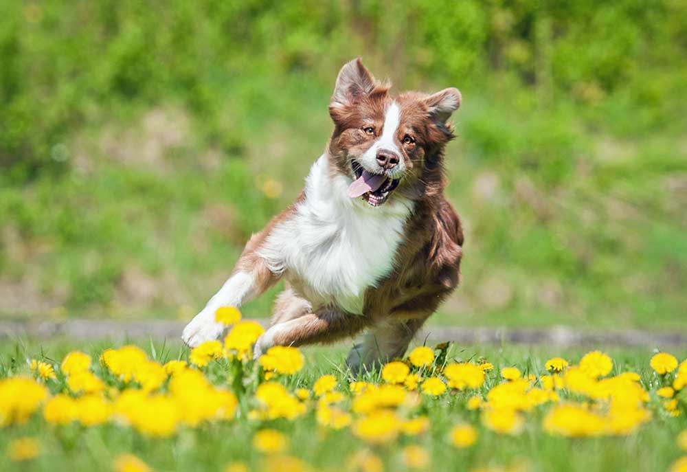 Australian Shepherd Dog Running Through Yellow Flowers | Dog Pictures Images