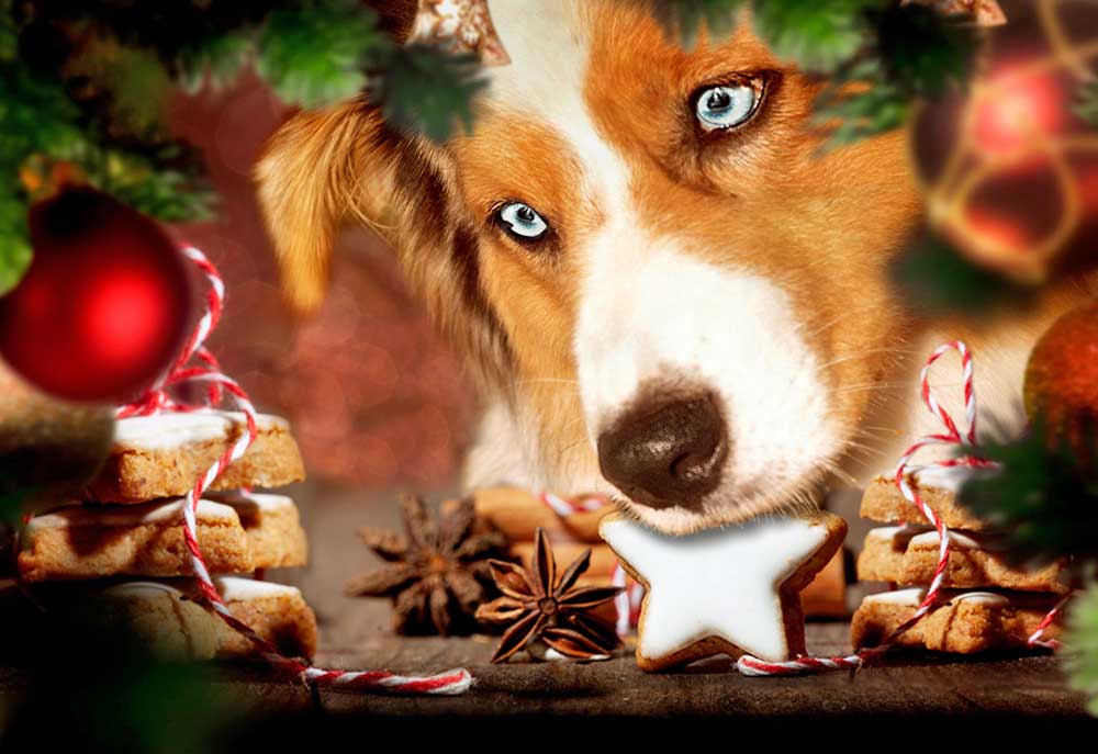 Australian Shepherd Dog Stealing Christmas Cookies | Dog Photography Pictures Images