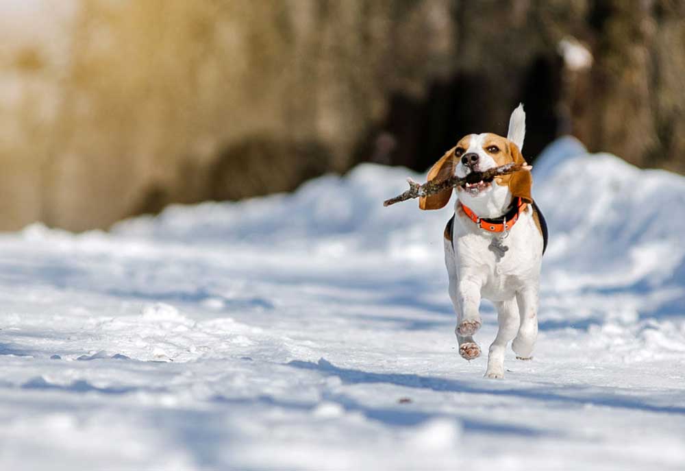 A Beagle Dog Fetches a Stick on a Snowy Road | Dog Photography and Pictures