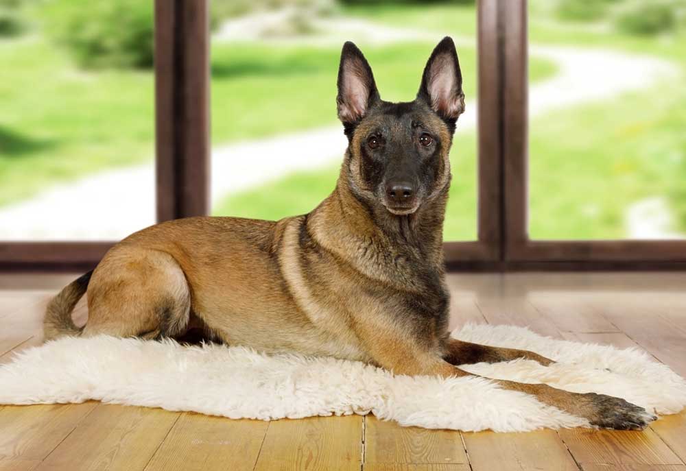 Picture of Belgian Malinois Dog Lying on Sheepskin Rug | Black and White Photography