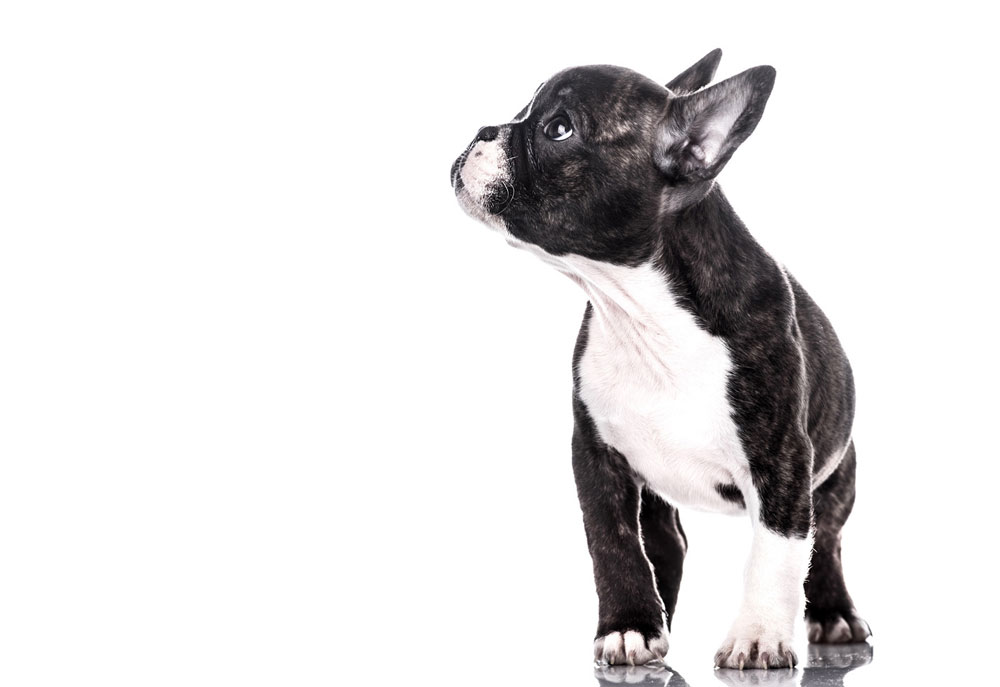 Picture of Black and White French Bulldog | Dog Photography