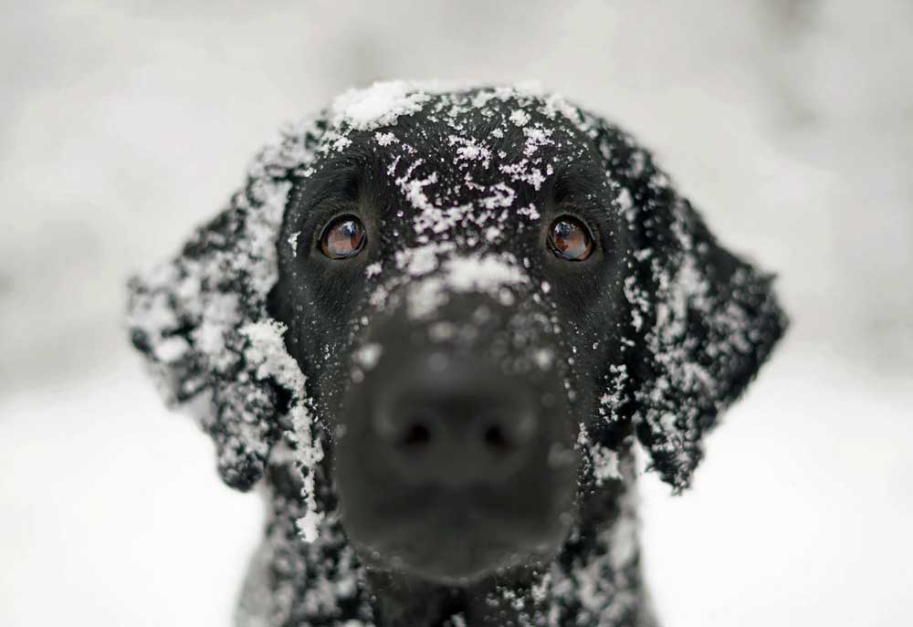 Picture of a Black Curly Coated Retriever Dog | Dog Pictures Images