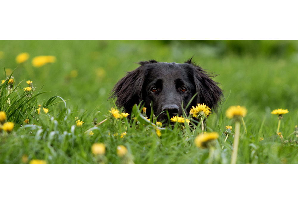 Picture of Retriever in Yellow Flowers | Dog Pictures Photography