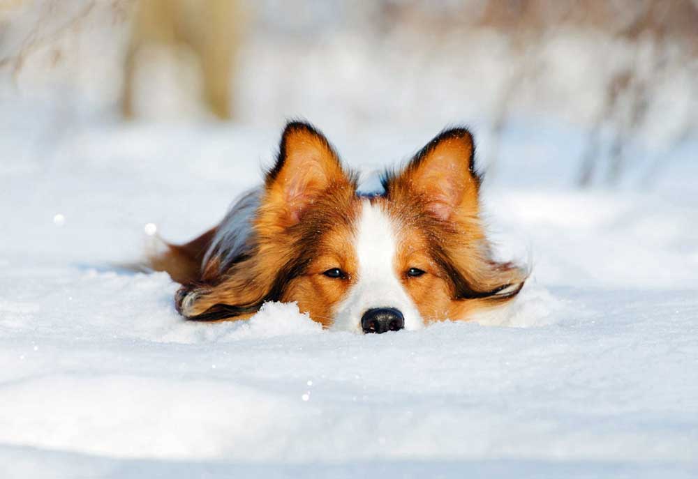 Picture of Border Collie Buried in Deep Snow | Dog Photography