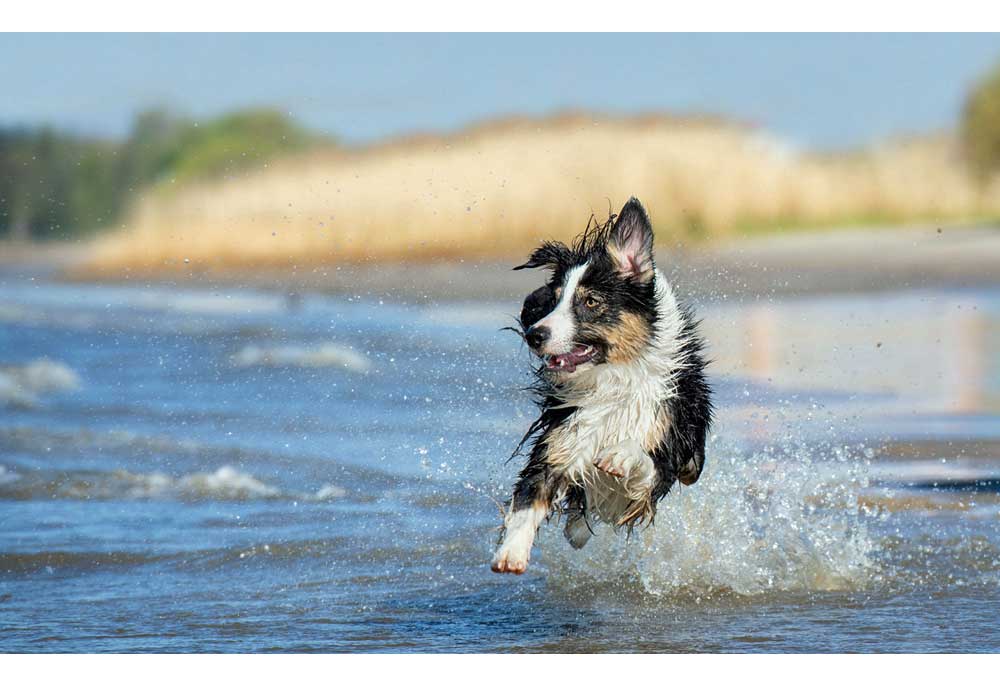 Picture of Border Collie Running and Playing in the Water | Dog Photography and Pictures