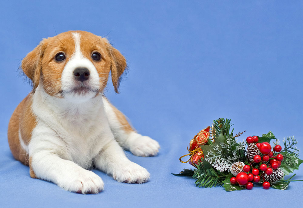 Picture of Brown and White Puppy with Greenery Berries