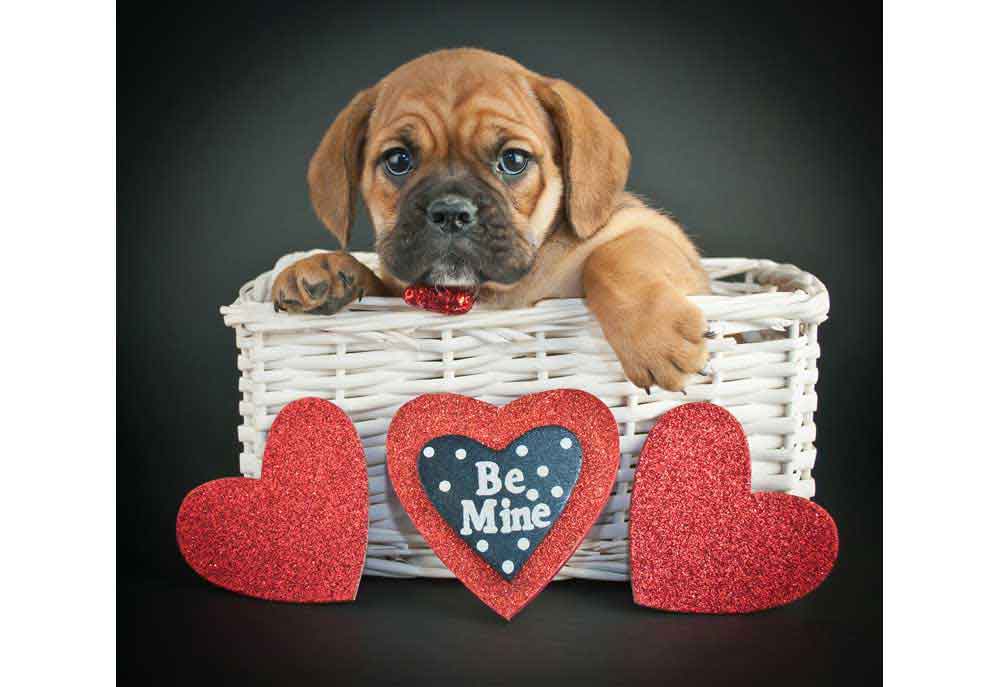 Bulldog Puppy for Valentines Day | Dog Pictures Photography