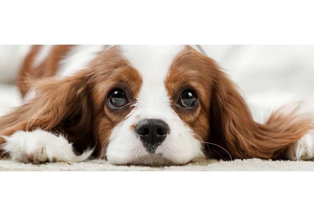 Cavalier King Charles Spaniel Closeup | Dog Pictures Photography