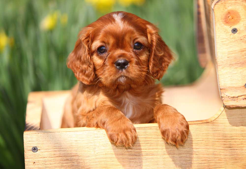Cavalier King Charles Spaniel Picture | Dog Photography Photography