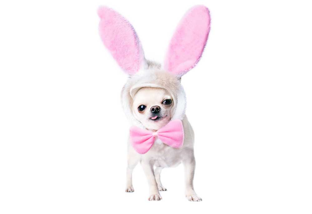 Chihuahua Dog Wears Rabbit Ears | Dog Pictures Photography