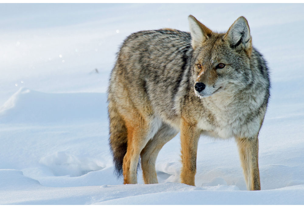 Picture of Coyote Standing in Snow | Dog Pictures Photography