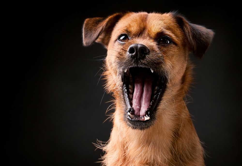 Picture of Cute Brown Dog Yawning Isolated on Dark Background | Dog Photography