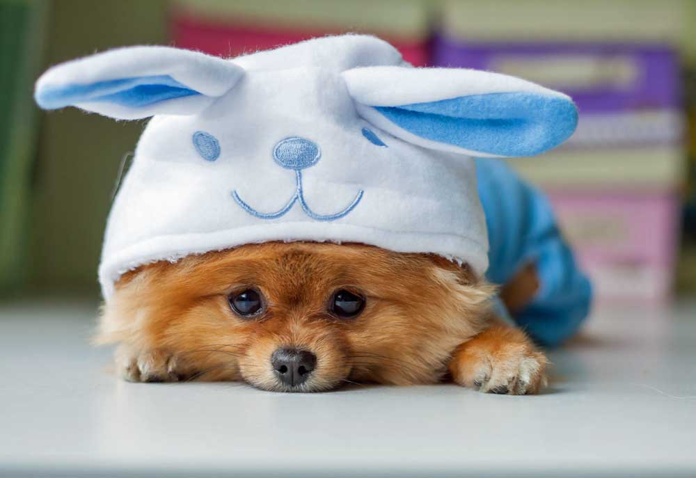 A Cute Pomeranian Dog Wears Bunny Ears | Dog Photography Pictures Images