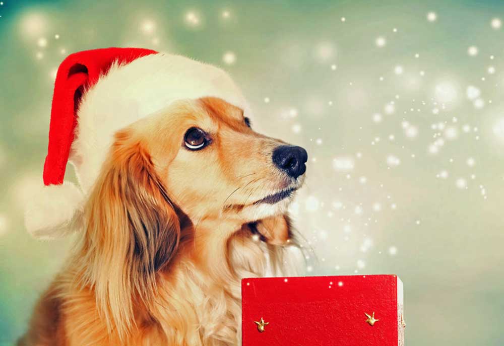 Picture of Dachshund Dog in Santa Hat at Christmas Times | Dog Pictures Photography