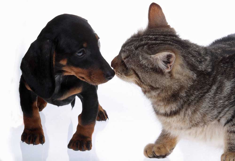 Picture of Dachshund Puppy Dog and Tabby Kitty Cat Touching Noses