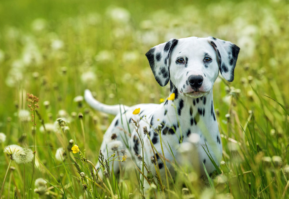 Dalmatian Puppy Dog Standing in Field | Dog Photography Pictures