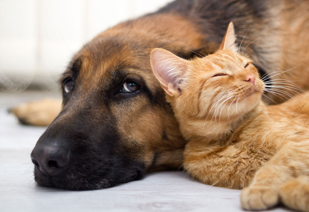 Cute Picture of Dog and Cat Closeup | Dog Photography Photography
