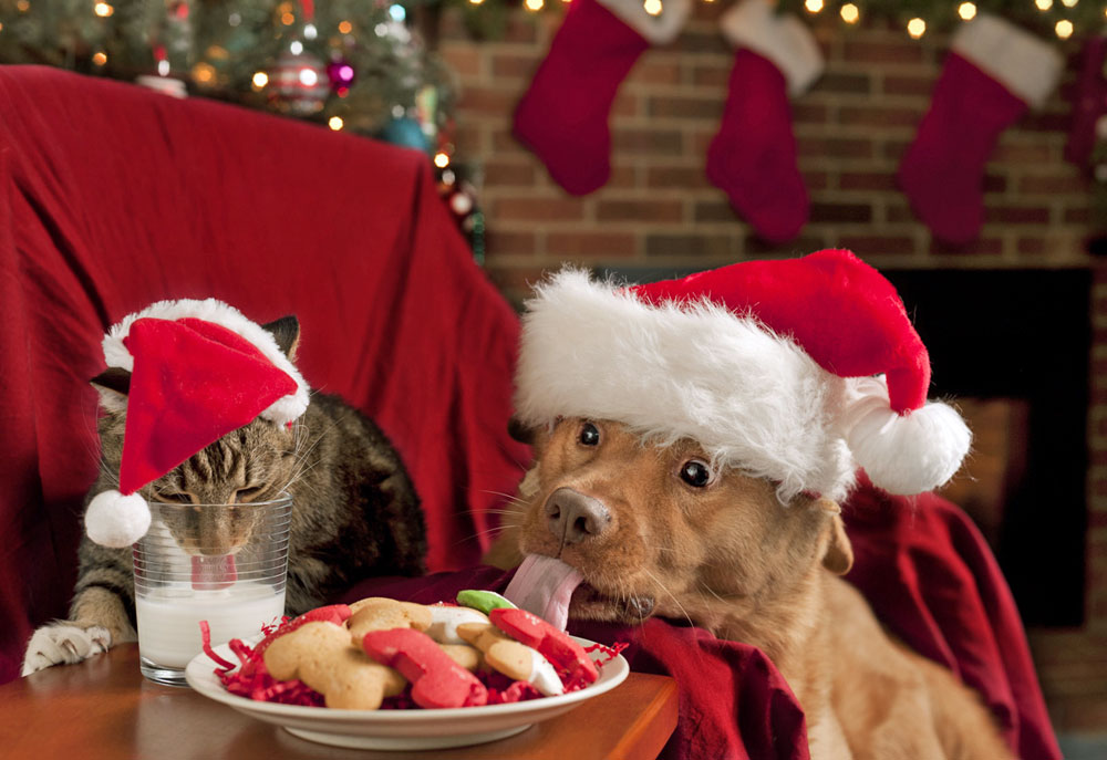 Picture of Dog and Kitty Cat Eating Santa's Cookies and Milk | Dog Photography