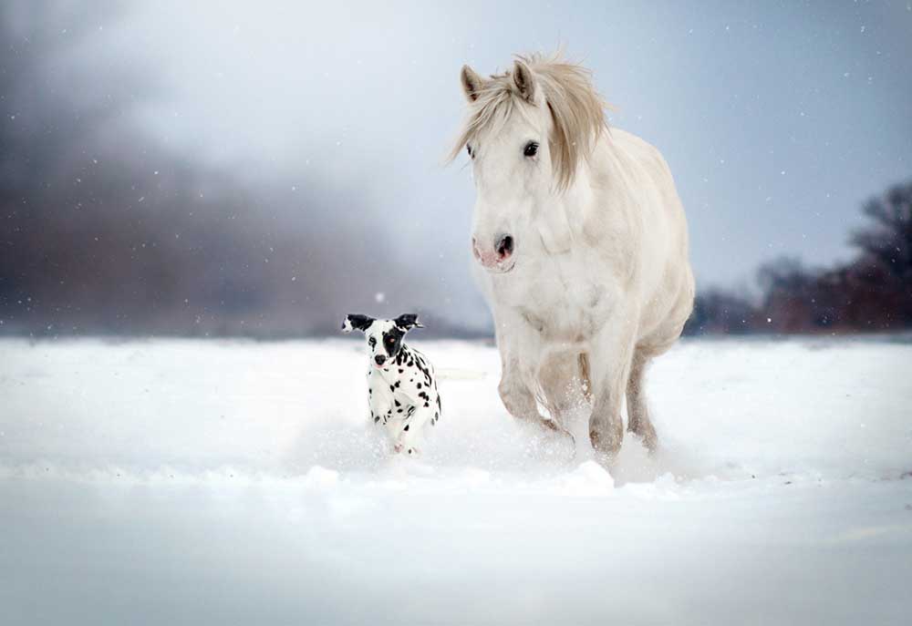 Picture of Dalmatian Dog Running with a Horse | Dog Photography