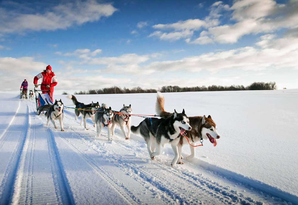 Dog Sled Team Racing in the Snow | Dog Pictures Photography