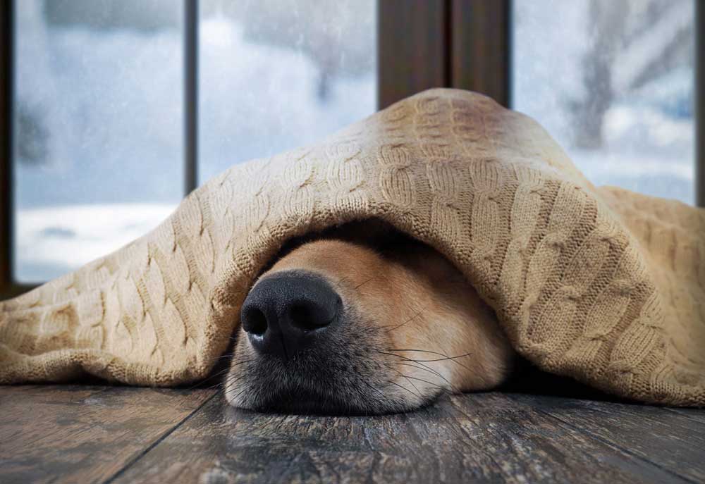 A Dog Sleeps Under a Blanket and Only His Nose Is Showing | Dog Photography