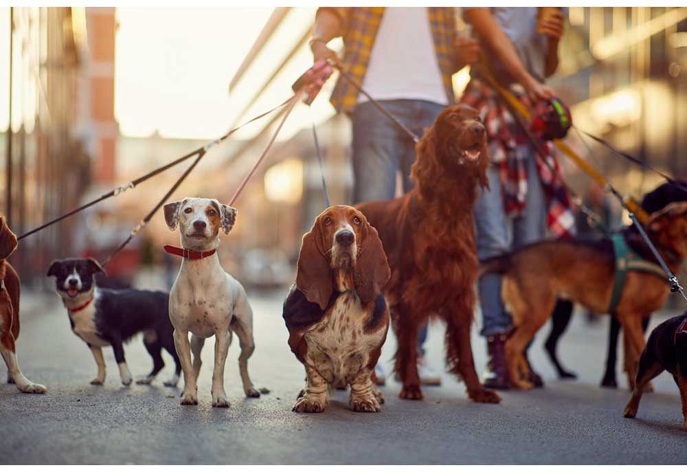Picture of Dog Walker with Eight Dogs | Dog Pictures Photography