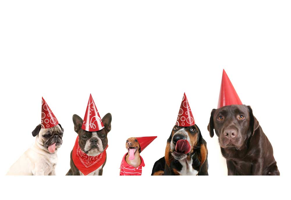 Five Dogs Wearing Party Hats | Dog Pictures Photography
