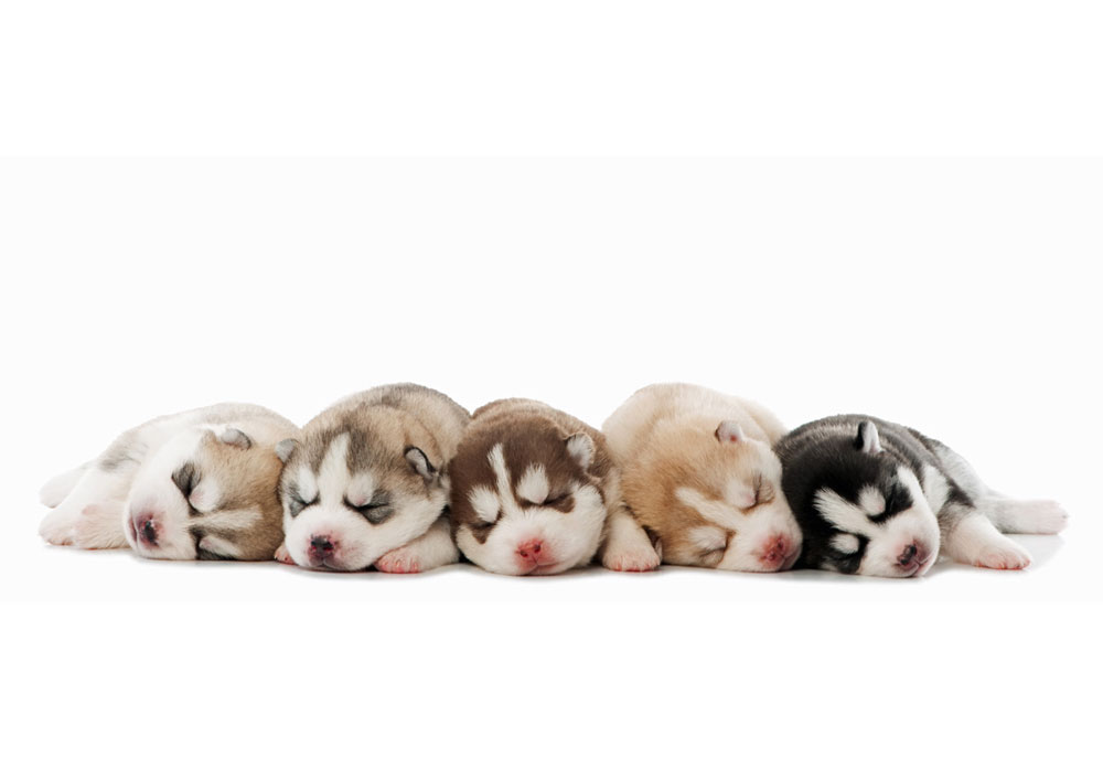 Photography Five Siberian Husky Puppies Sleeping | Dog Photography