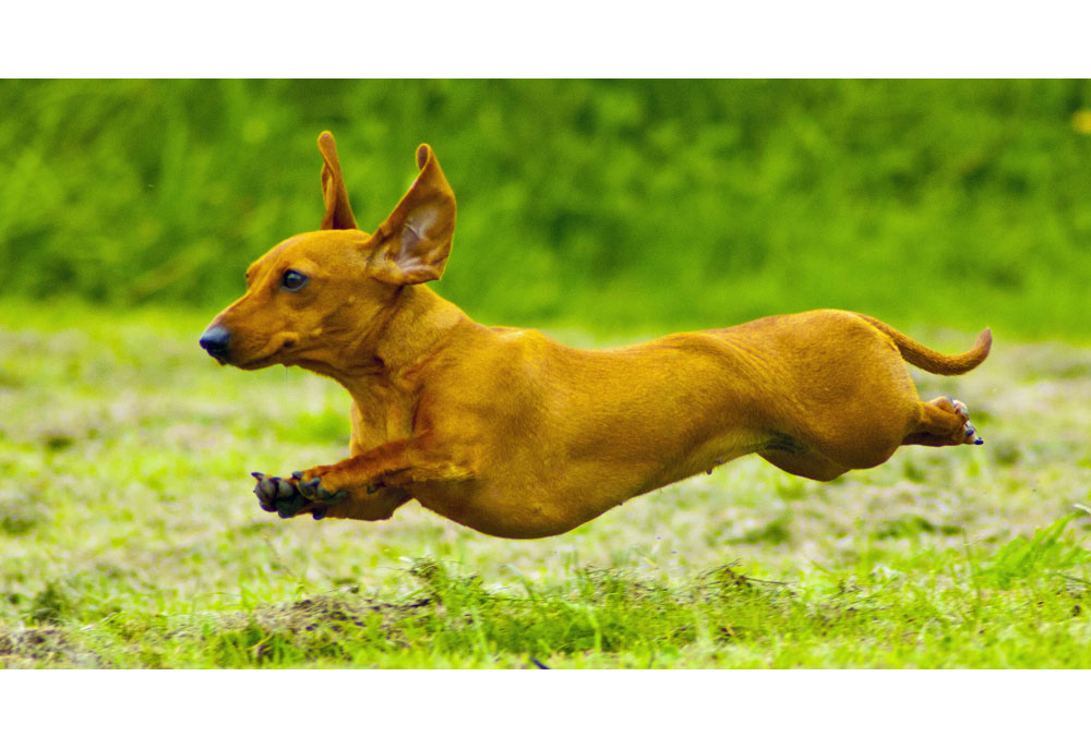 Picture of a Dachshund Dog That is Flying Through the Air | Dog Photography