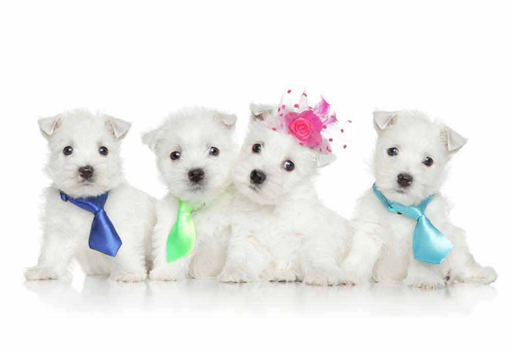 Four West Highland Terrier Puppies | Dog Pictures Photography