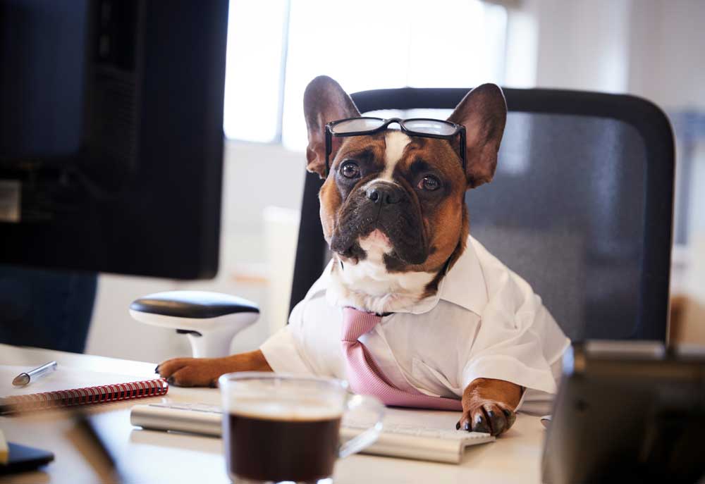 French Bulldog Working at Desk | Dog Pictures Photography