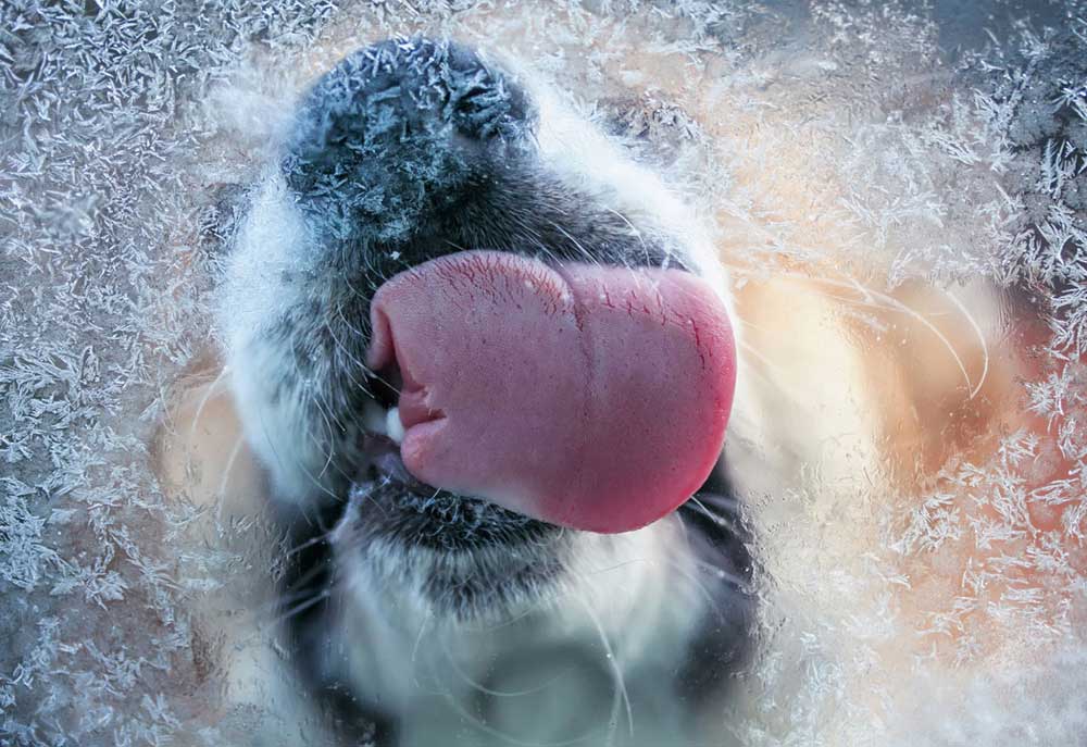 Picture of Dog Tongue Licking a Frosty Window | Dog Photography
