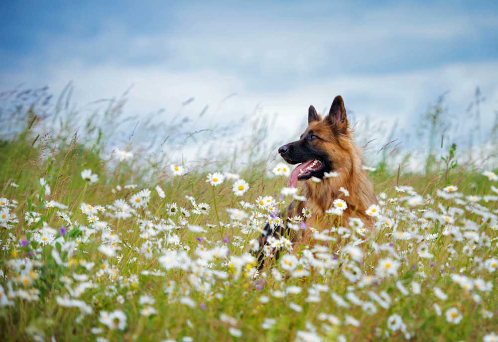 German Shepherd Dog in a Field of Flowers | Dog Photography and Pictures