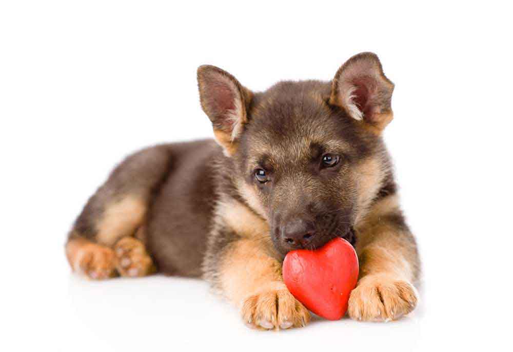 German Shepherd Puppy with Heart | Dog Pictures Photography